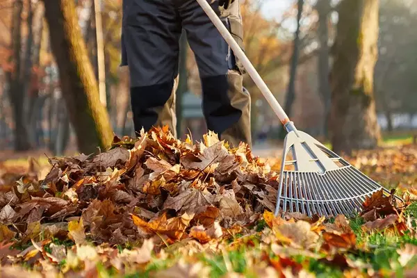 Leaf Removal